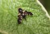 Aciura coryli
